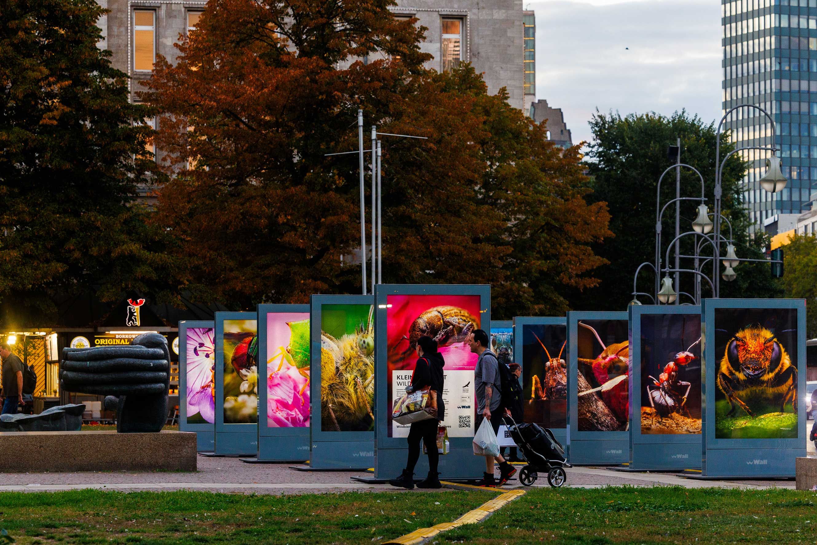 Illuminated outdoor display panels showcasing vibrant insect images in a public park at dusk.